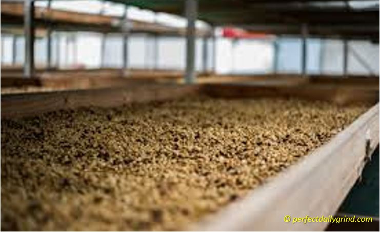 fermented process coffee