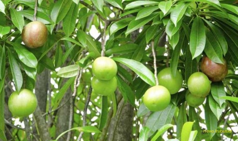 Bintaro poisonous plant