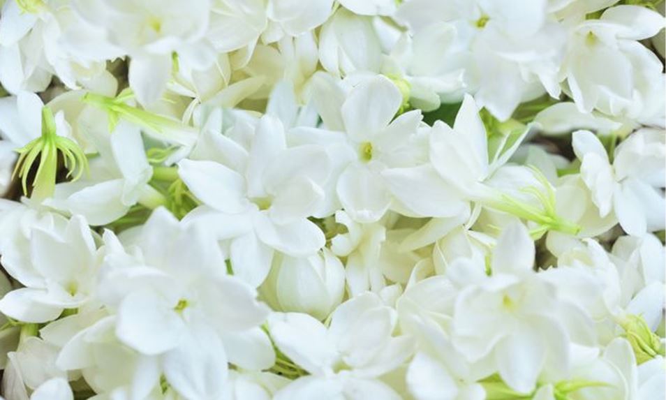jasmine edible flowers