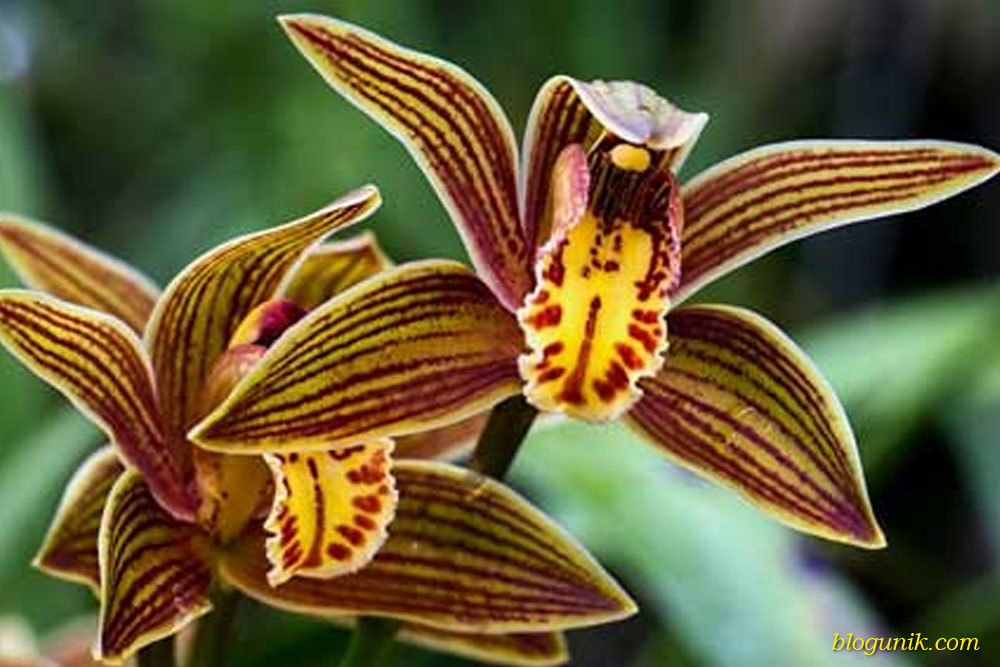 tropical rainforest orchids