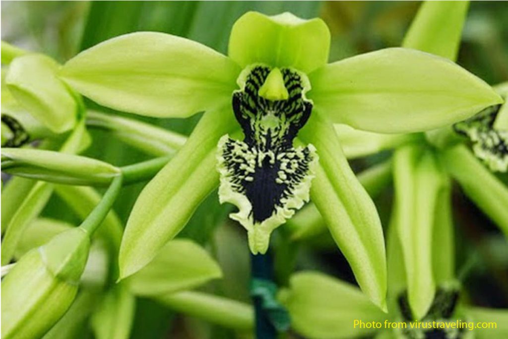 Black orchid rare plant indonesia