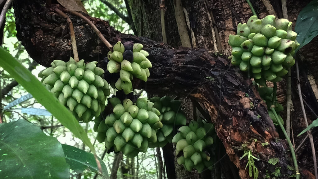 Kadsura scandens - Wild Edible Liana Fruits
