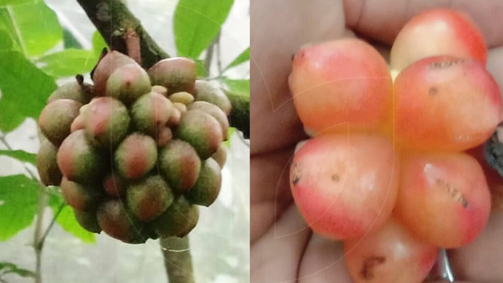 Wild-Edible-Liana-Fruits-Kadsura-scandens