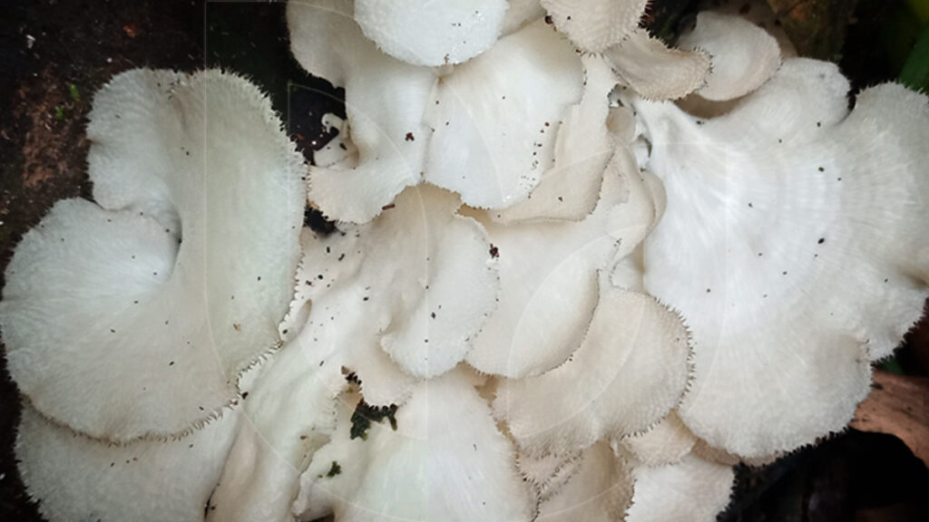 wild edible mushrooms in Indonesia 10