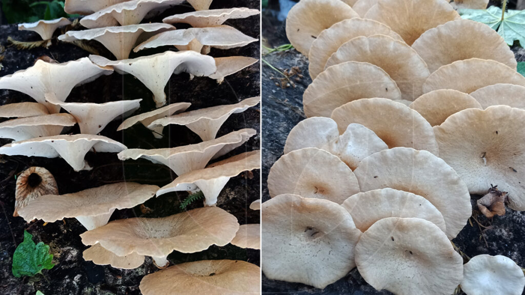 wild edible mushrooms in Indonesia 2 