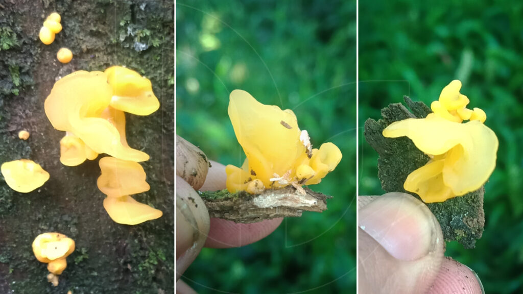 wild edible mushrooms in Indonesia 6
