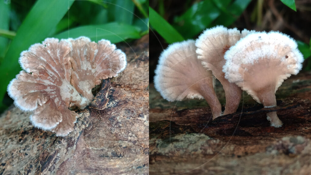 wild edible mushrooms in Indonesia  