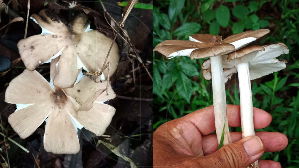 wild-edible-mushrooms-in-Indonesia5